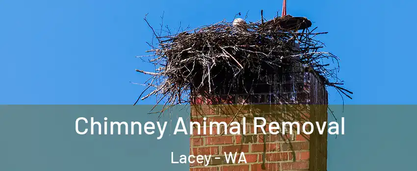  Chimney Animal Removal Lacey - WA