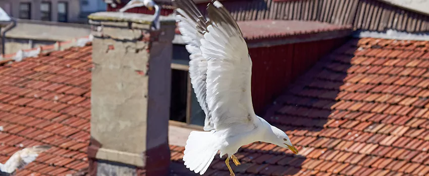 Residential Chimney Animal Removal Solution in Lacey, WA