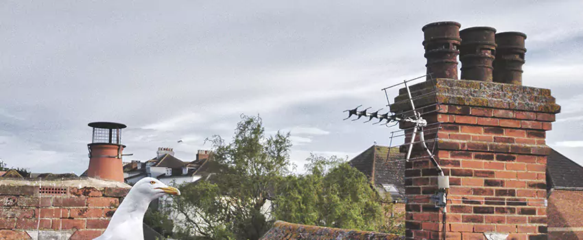 Chimney Cleaning And Restoration in Lacey, Washington